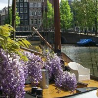 Purple flowers along canal, Amsterdam