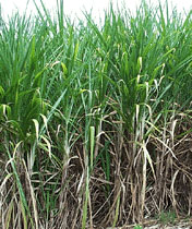 sugarcane